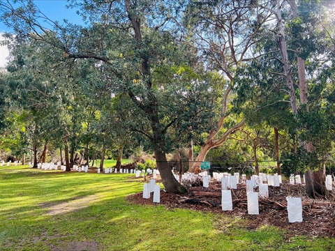 Kennett River tree planting.jpeg