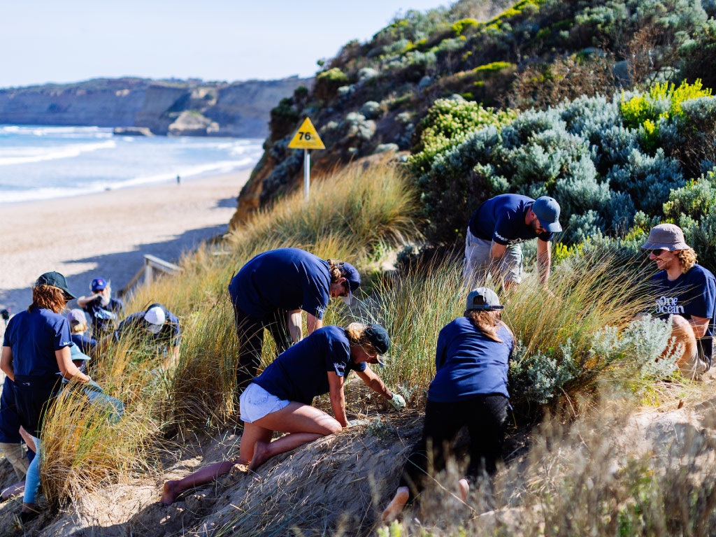 WSL One Ocean Event - whole group weeding the Jan Juc dune system.